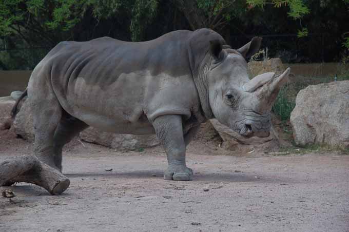 rhinoceros